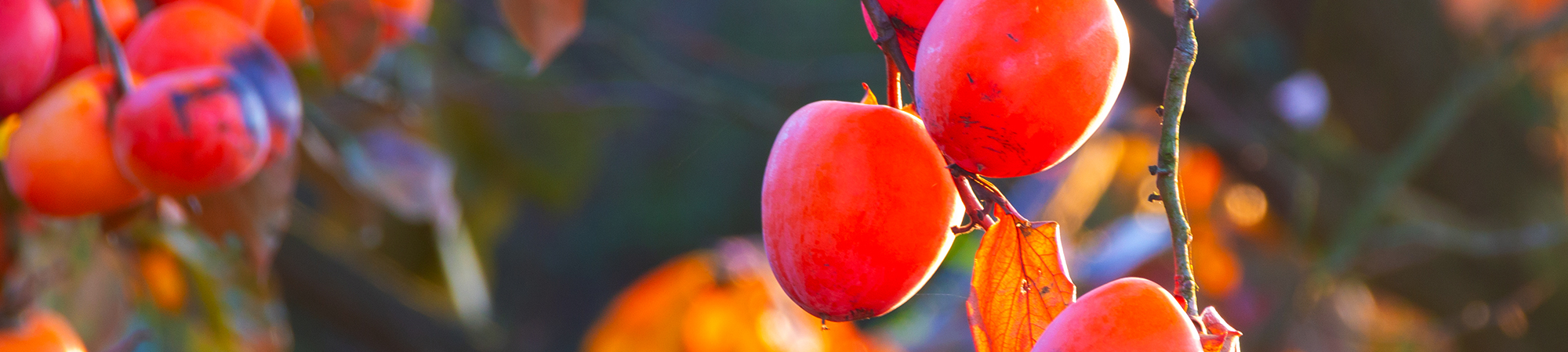 서브비주얼이미지