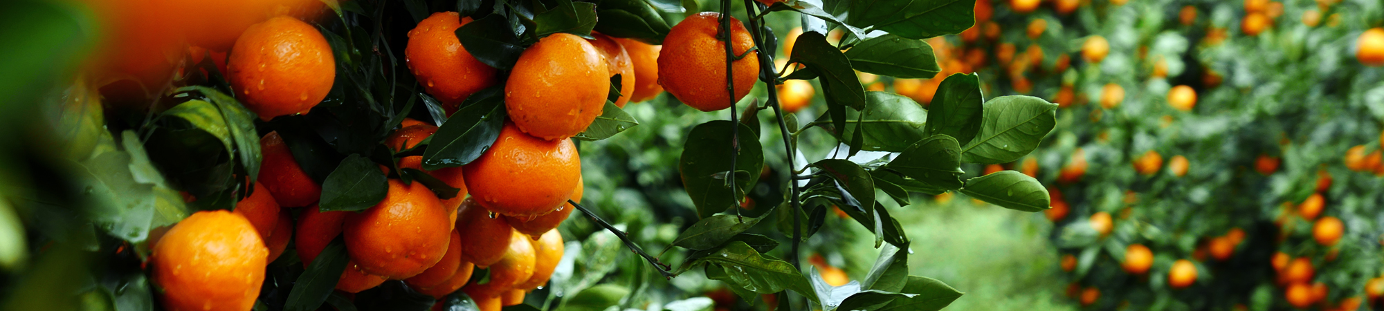 서브비주얼이미지